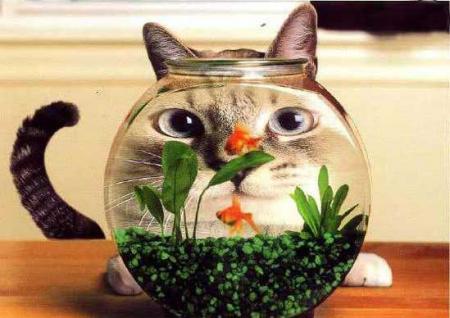 J'ai une tite faim moi!! Miauwwwww